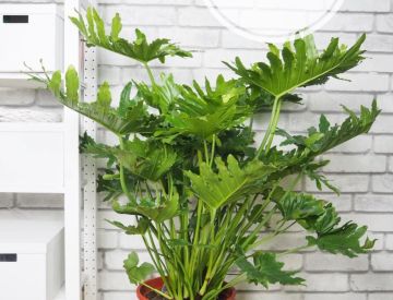 Крупномерные растения в нашем ассортименте! 